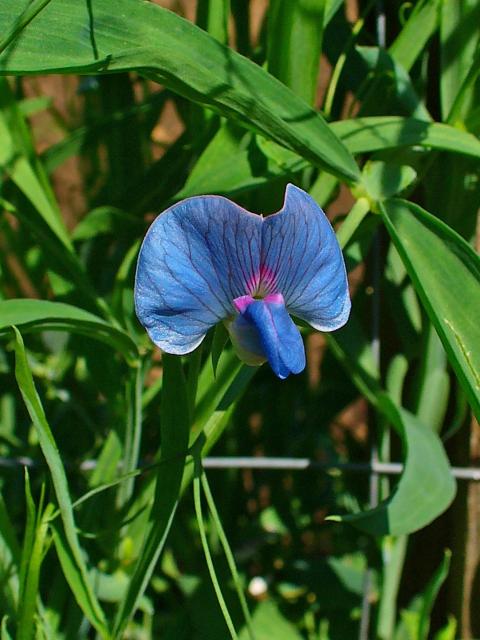 Grass Pea (Lathyrus sativus)